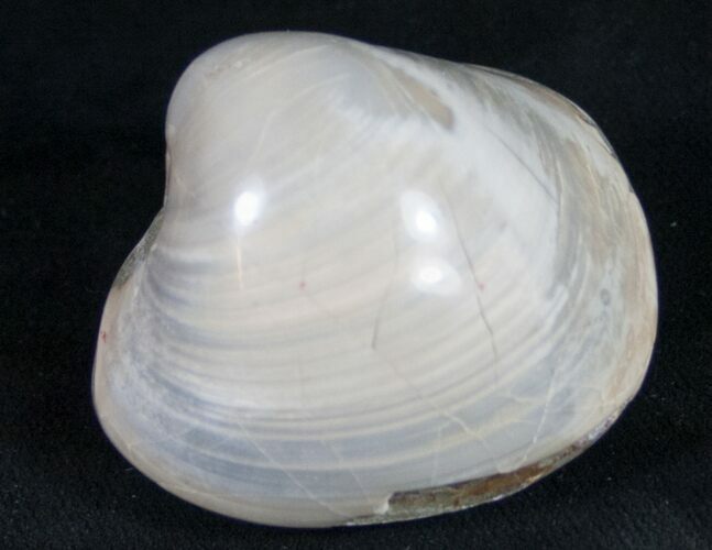 Polished Fossil Clam - Large Size #9536